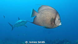 The angel fish is looking thoughtful! by James Smith 